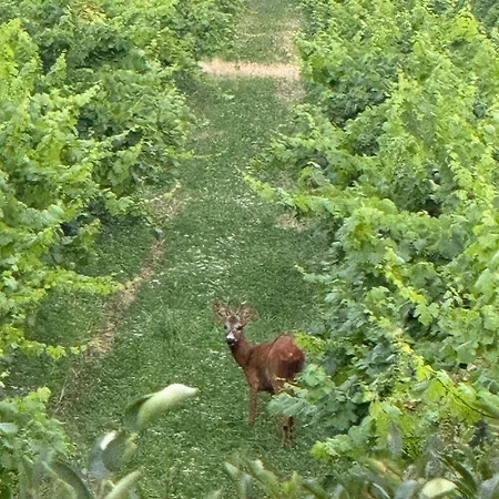 Overlooking Balaton - Tora Nezo Haziko Nyaraló Örvényes