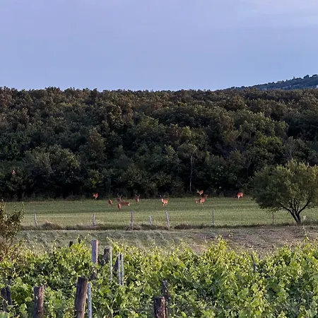 Overlooking Balaton - Tora Nezo Haziko Örvényes