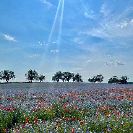 Overlooking Balaton - Tora Nezo Haziko *